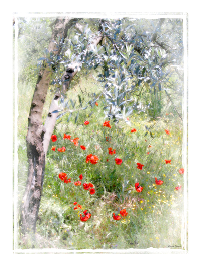 Olive Grove with Poppies